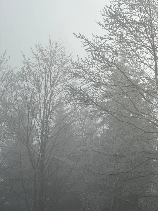 Les branches de plusieurs arbres disparaissent dans une brume claire.
