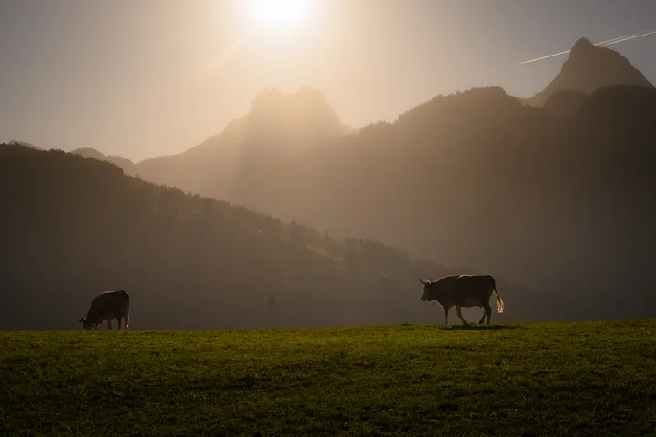 Deux vaches en silhouette dans un alpage traversé par une lumière dorée.