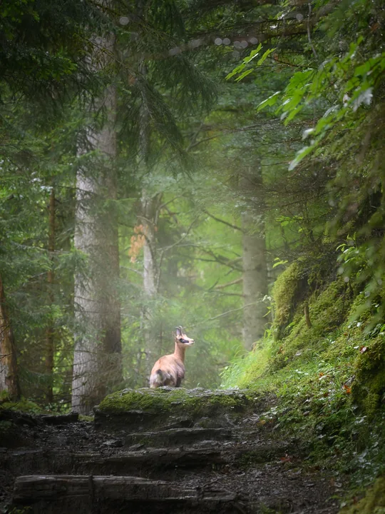 Un chamois immobile sur un rocher, dans un sous-bois vert et brumeux.