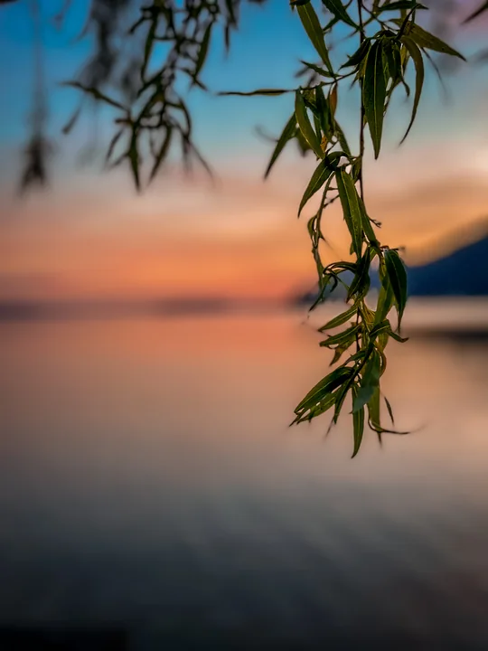 Des feuilles de saule se détachent devant un lac et un ciel du soir flous.
