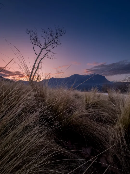 Des herbes sèches et un arbre fin se détachent devant une montagne au crépuscule.
