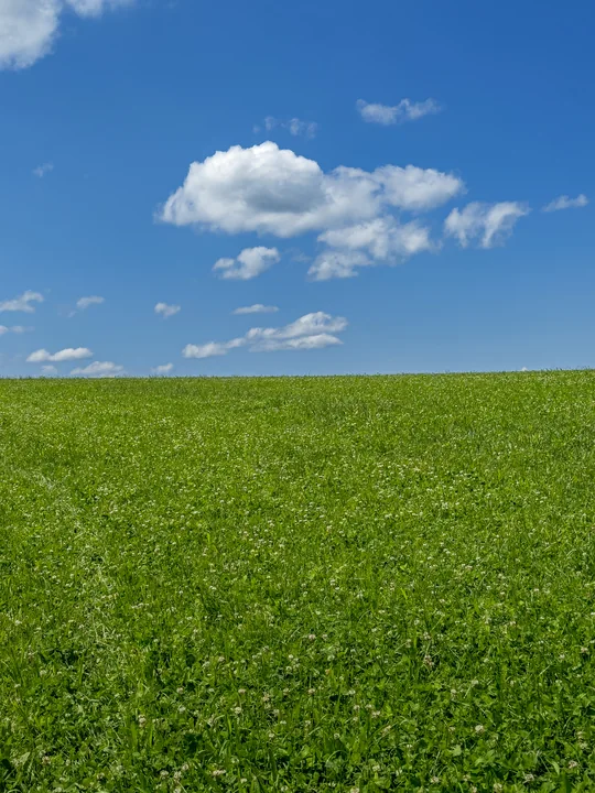 Un champ vert et quelques nuages blancs sous un grand ciel bleu.