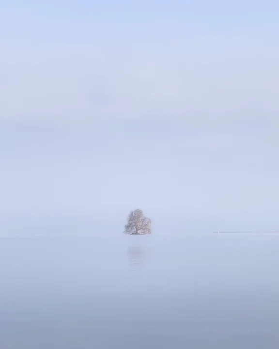 Un arbre isolé émerge d’un paysage presque effacé par la brume.