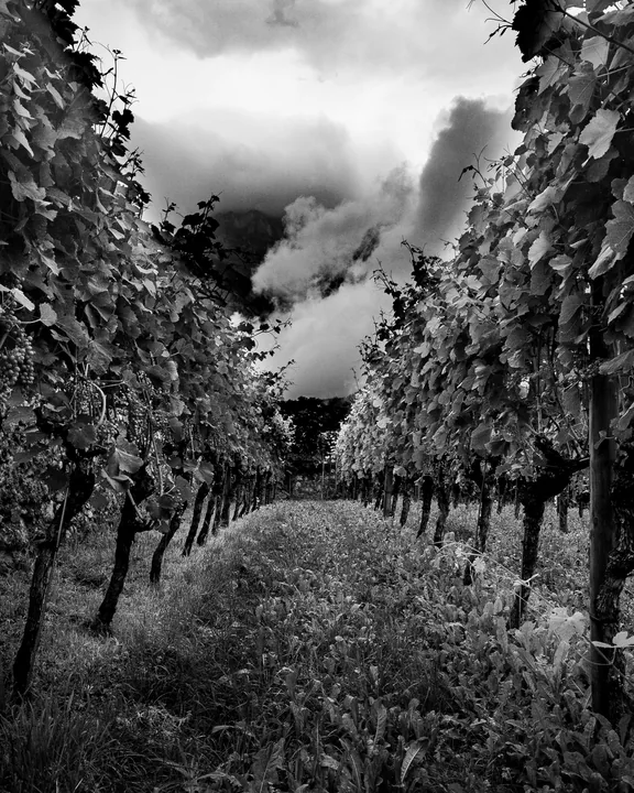 Des rangs de vigne convergent vers une montagne enveloppée de nuages.